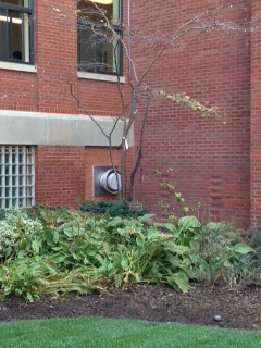 Freshmen replaced trees in the prayer garden like the one pictured during Impact Week. 