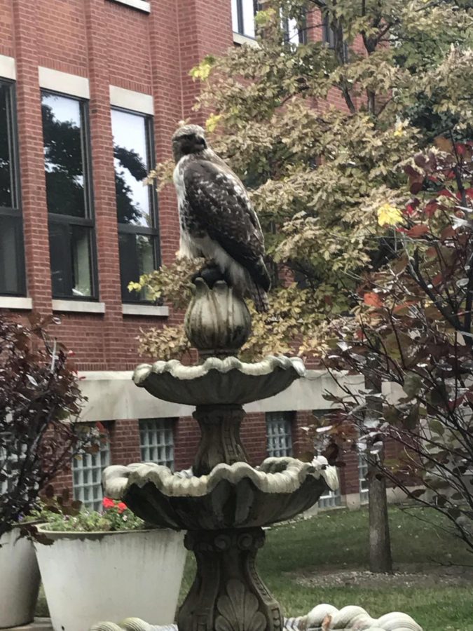 A hawk perched on the fountain at school on Friday October 19, 2018